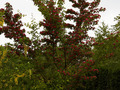 Crataegus laevigata Paul's Scarlet IMG_0809 Głóg dwuszyjkowy